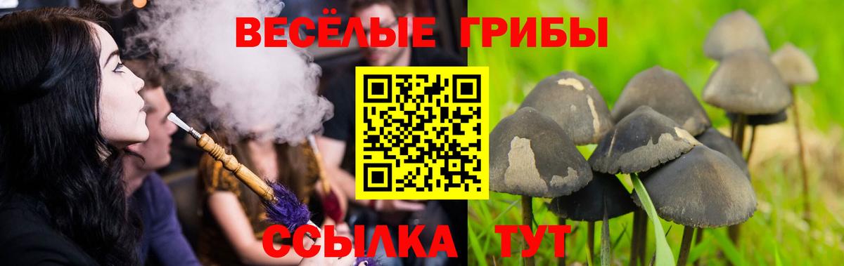 Псилоцибиновые грибы ЛСД  наркотики  Хасавюрт  Вход с VPN 